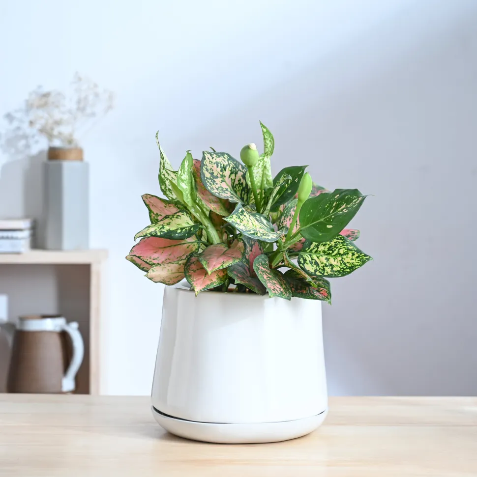 Monsoon Medley Ceramic Planter