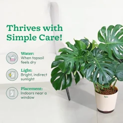 Monstera Deliciosa Plant - XL