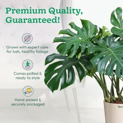 Monstera Deliciosa Plant - XL