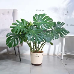 Monstera Deliciosa Plant - XL