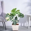 Monstera Thai Constellation XL
