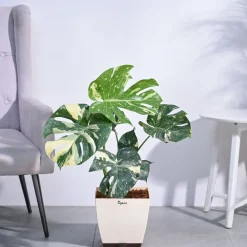 Monstera Thai Constellation XL