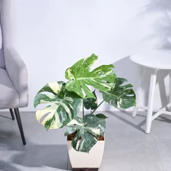 Monstera Thai Constellation XL