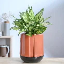 Moonlight Drama Ceramic Planter