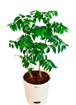 Multivitamin Plant