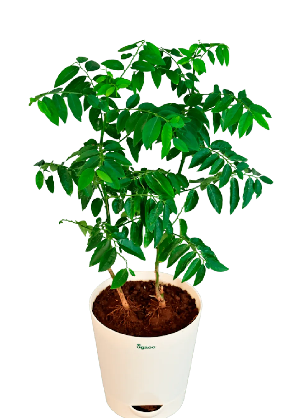 Multivitamin Plant