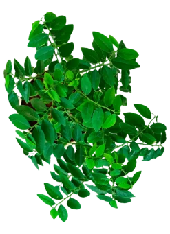 Multivitamin Plant