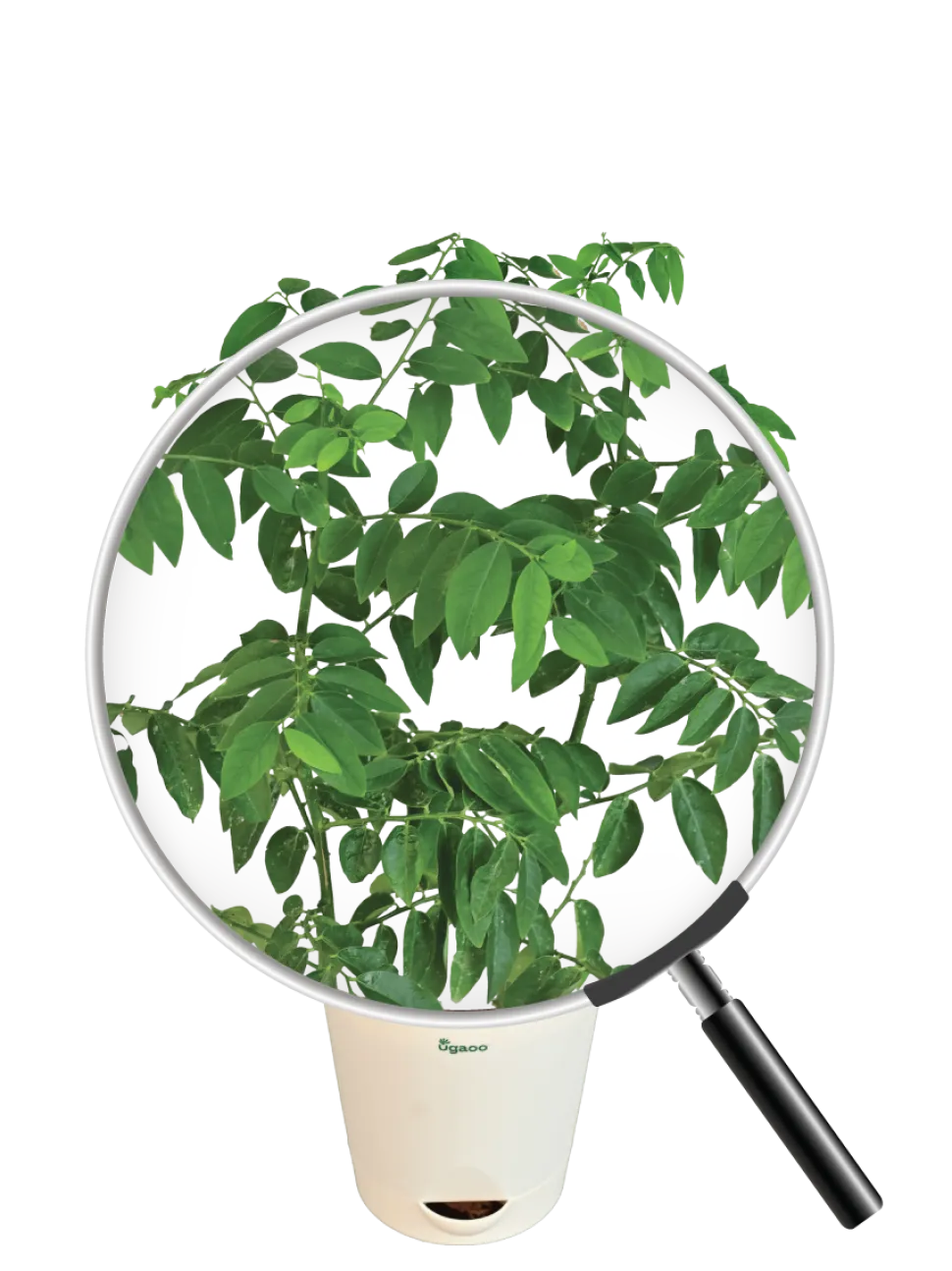 Multivitamin Plant
