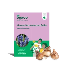 Muscari Armeniacum Bulbs