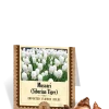 Muscari Siberian Tiger Bulbs