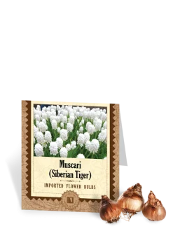 Muscari Siberian Tiger Bulbs