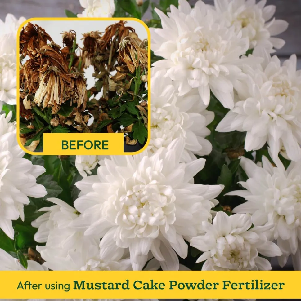 Mustard Cake Powder
