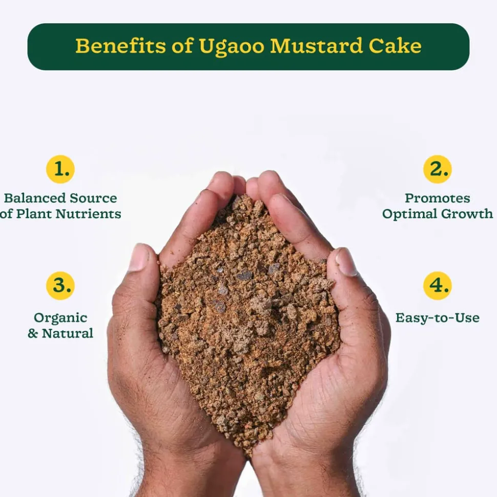 Mustard Cake Powder