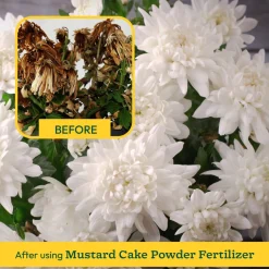 Mustard Cake Powder