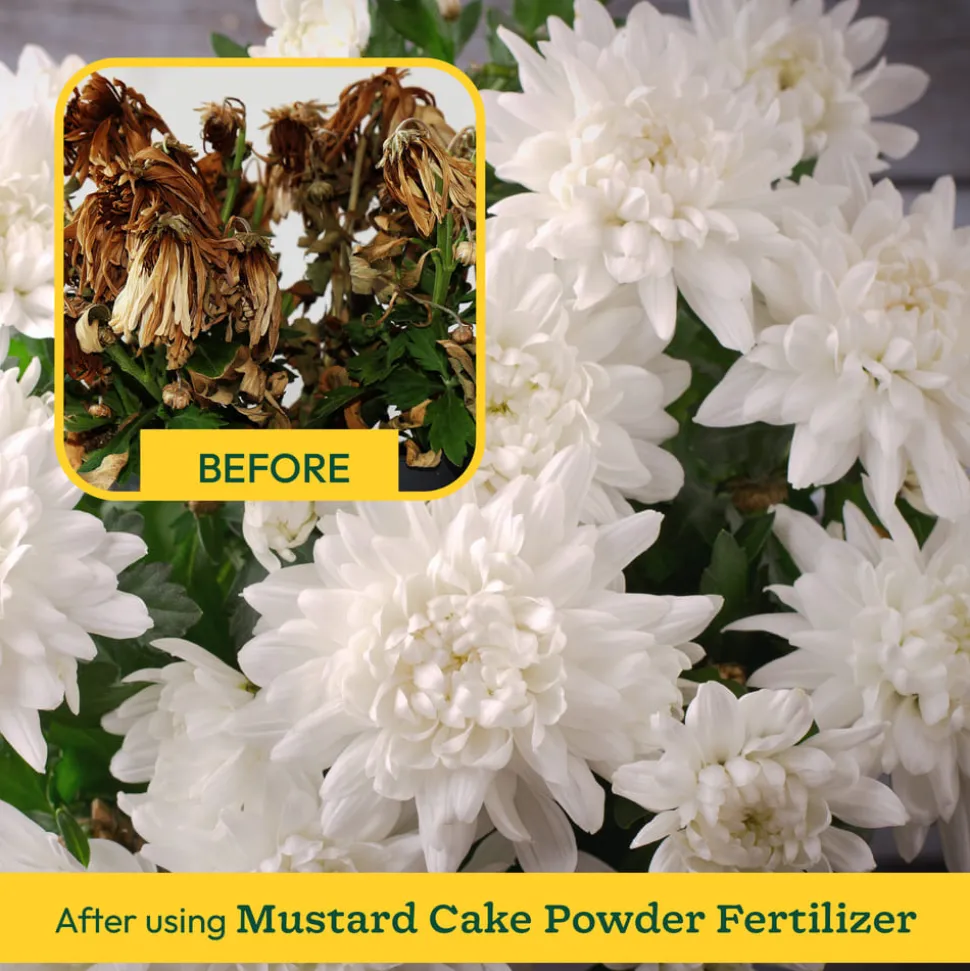 Mustard Cake Powder