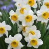 Narcissus Bulbs