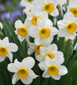 Narcissus Bulbs