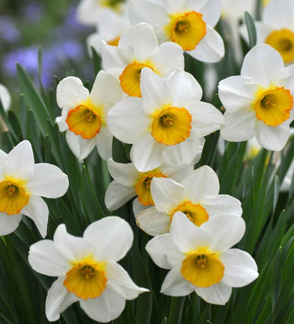 Narcissus Bulbs