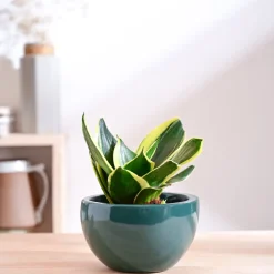 Nature's Hum Fat Ceramic Planter