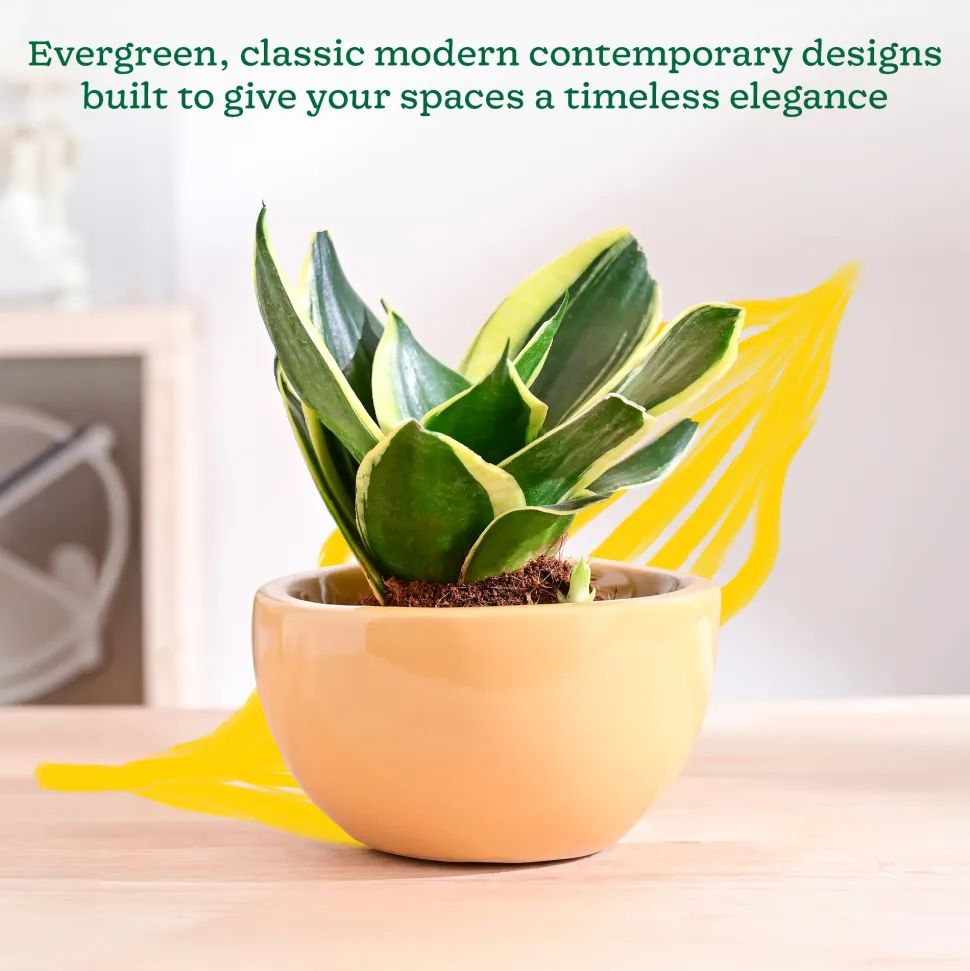 Nature's Hum Fat Ceramic Planter