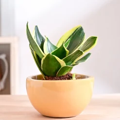 Nature's Hum Fat Ceramic Planter