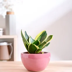 Nature's Hum Fat Ceramic Planter