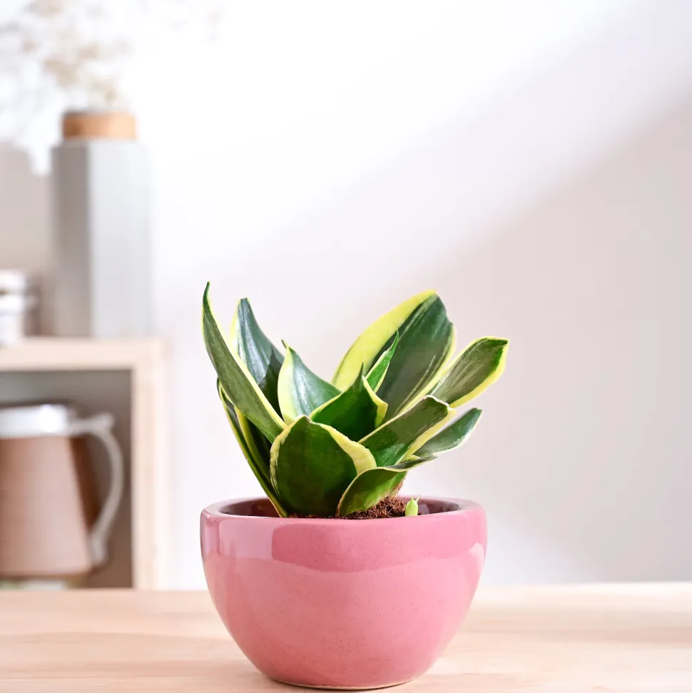 Nature's Hum Fat Ceramic Planter