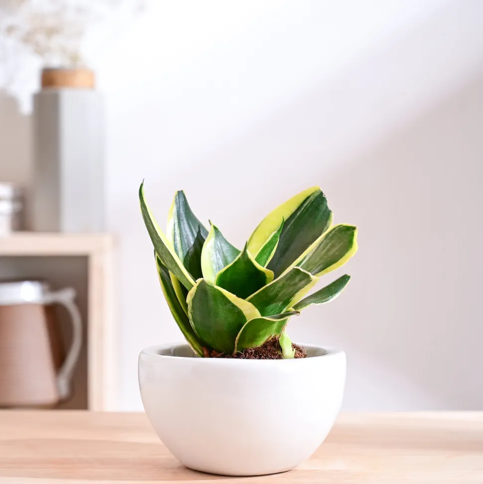 Nature's Hum Fat Ceramic Planter