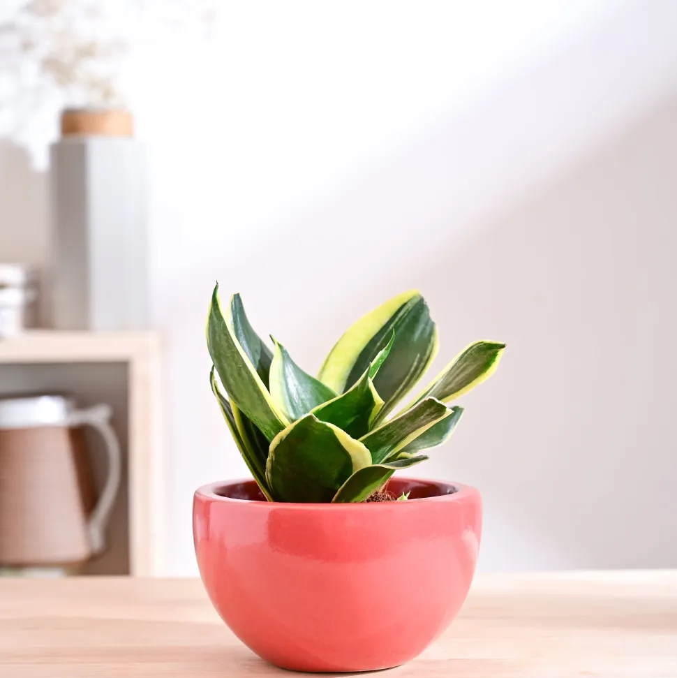 Nature's Hum Fat Ceramic Planter