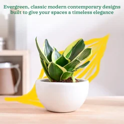 Nature's Hum Fat Ceramic Planter