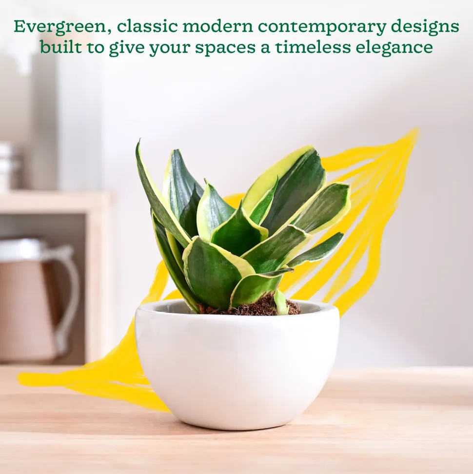 Nature's Hum Fat Ceramic Planter