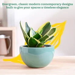 Nature's Hum Fat Ceramic Planter