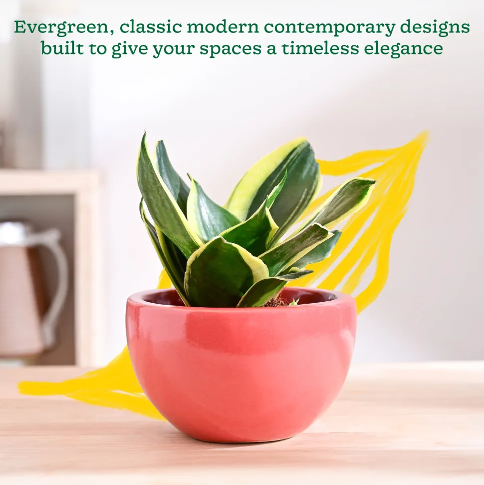 Nature's Hum Fat Ceramic Planter