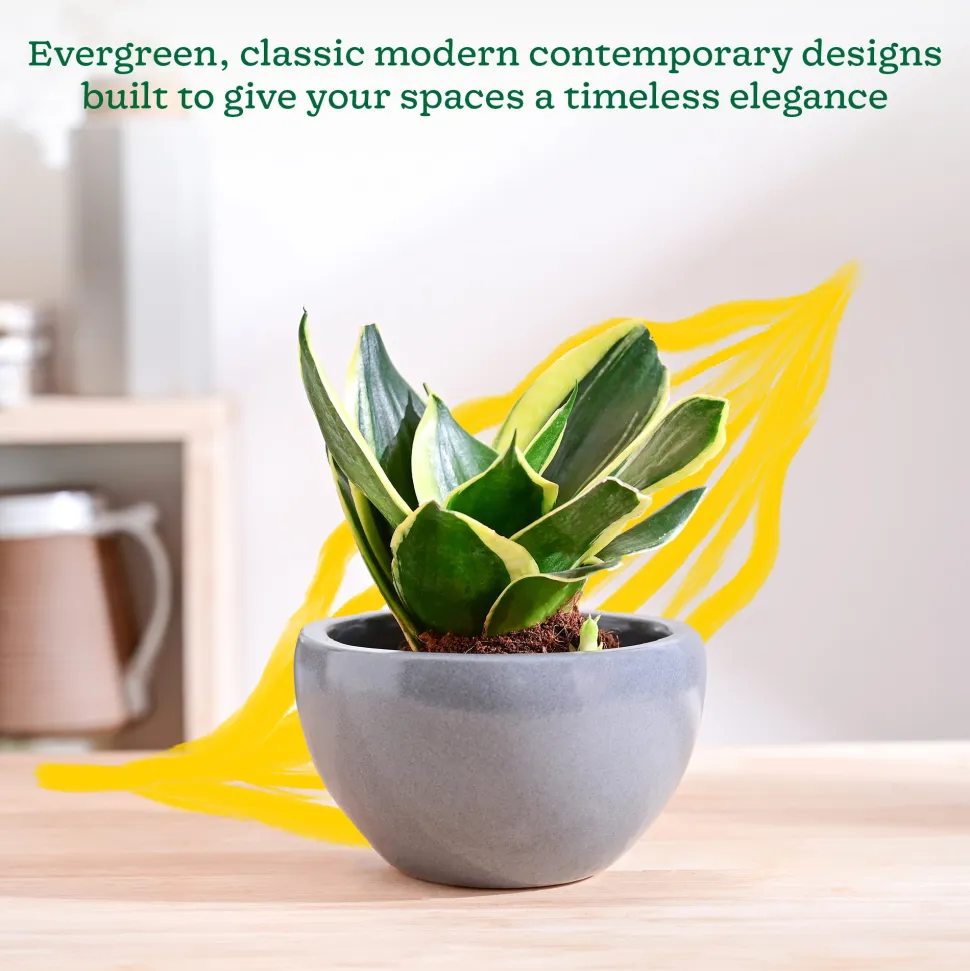 Nature's Hum Fat Ceramic Planter