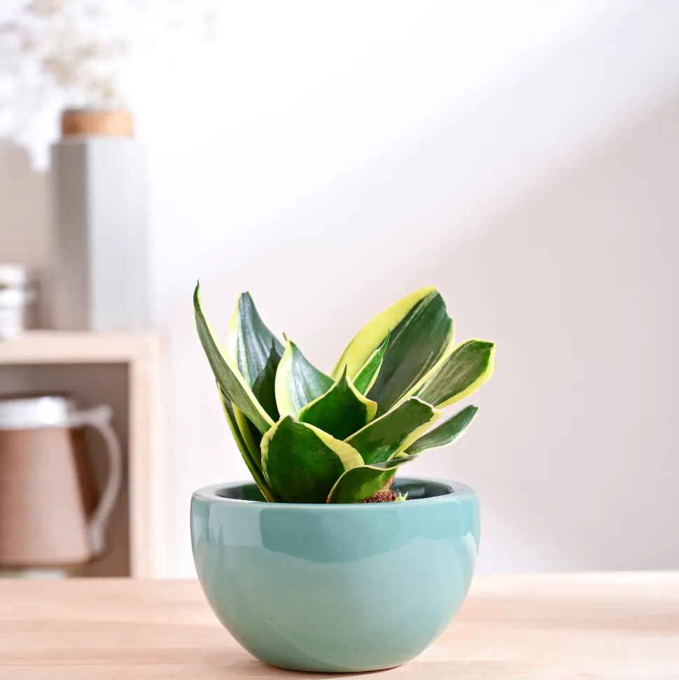 Nature's Hum Fat Ceramic Planter