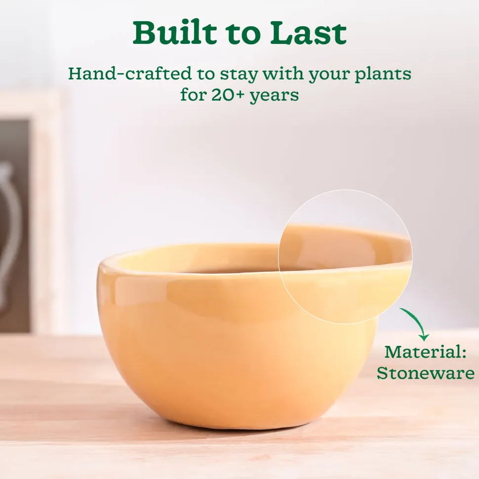 Nature's Hum Fat Ceramic Planter