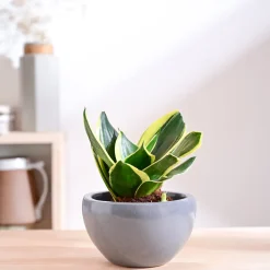 Nature's Hum Fat Ceramic Planter
