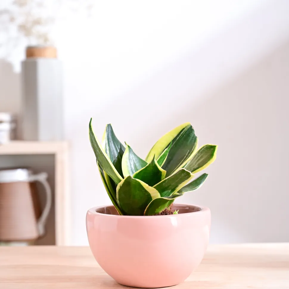 Nature's Hum Fat Ceramic Planter