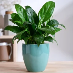 Nature's Hum Slim Ceramic Planter