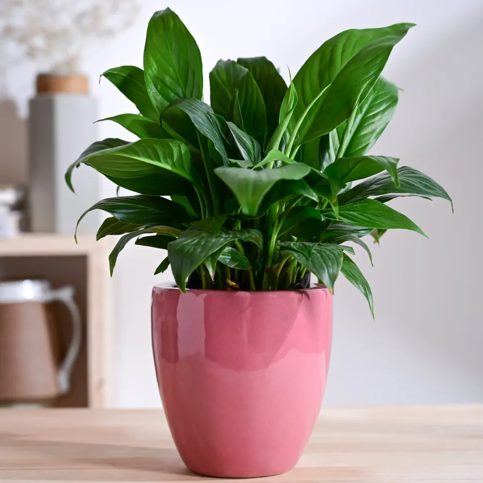 Nature's Hum Slim Ceramic Planter