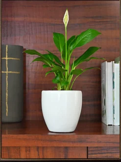Nature's Hum Slim Ceramic Planter