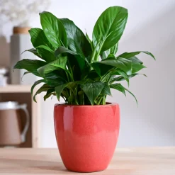 Nature's Hum Slim Ceramic Planter