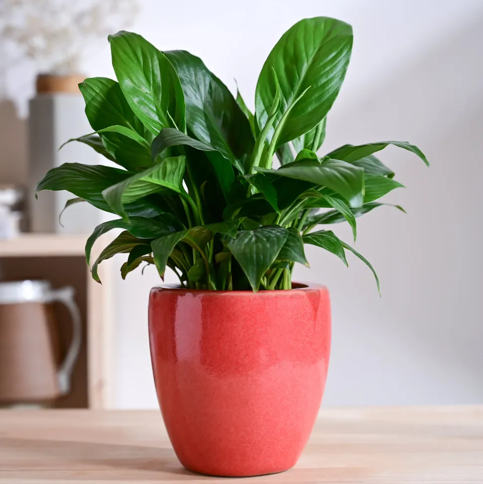 Nature's Hum Slim Ceramic Planter