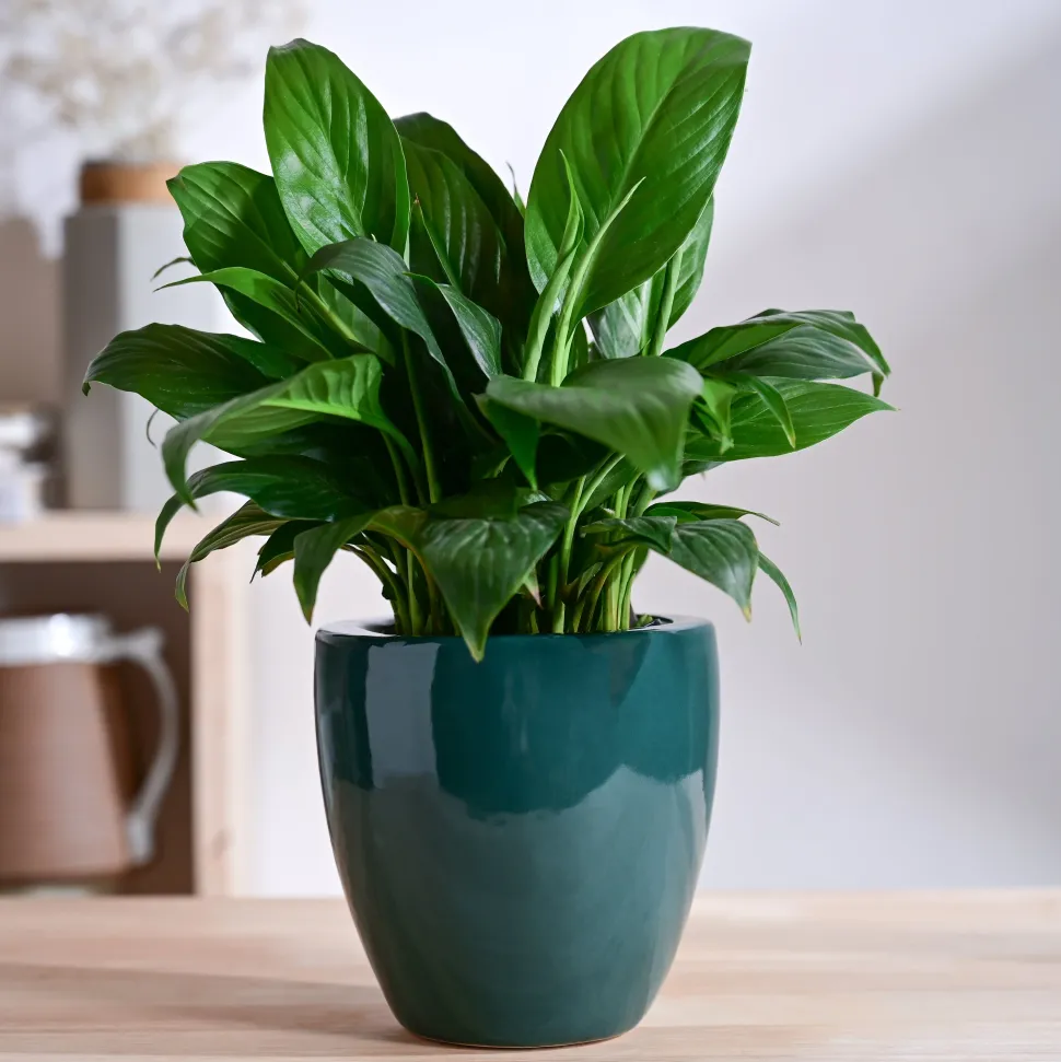 Nature's Hum Slim Ceramic Planter