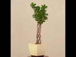 Netted Ficus Tree