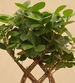 Netted Ficus Tree