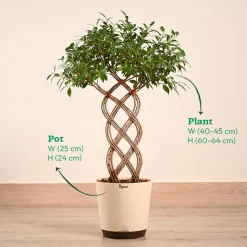 Netted Ficus Tree