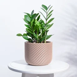 Oblique Elegance Wooden Pot