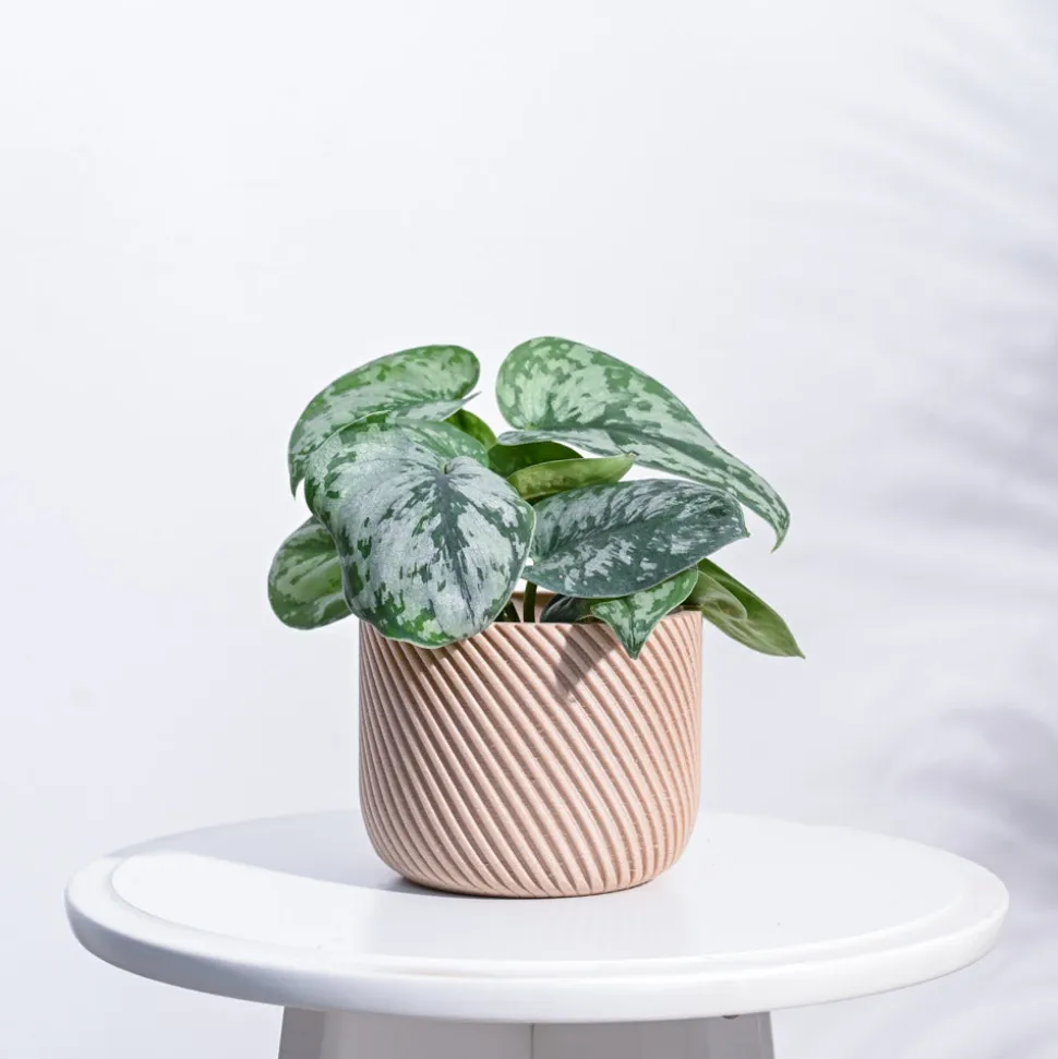 Oblique Elegance Wooden Pot