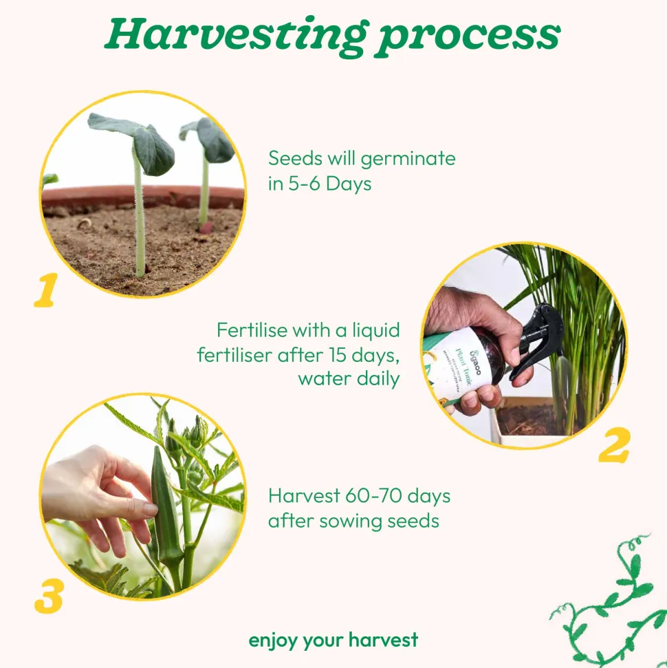 Okra Seeds (Lady Finger)